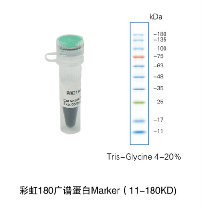 彩虹180广谱蛋白Marker(11-180KD)